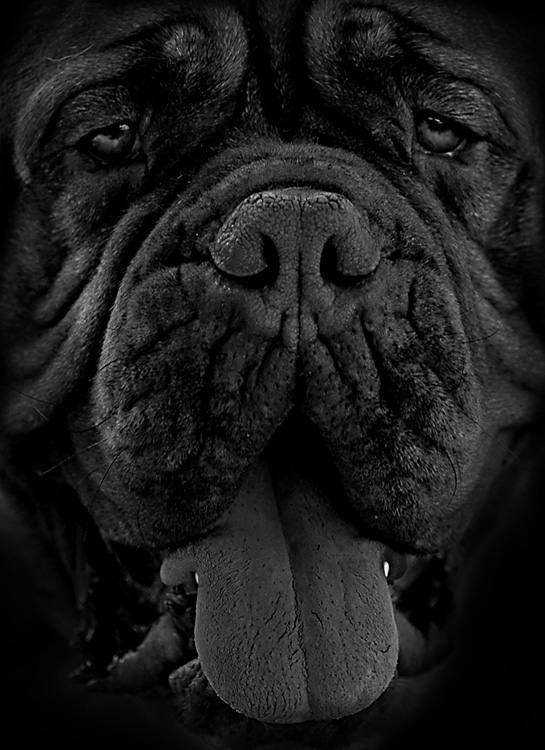 Dog de Bordeaux