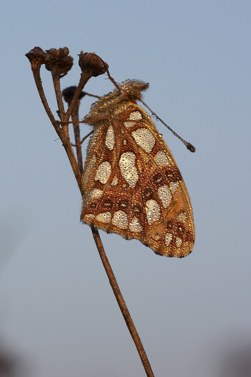 Dostojka latonia