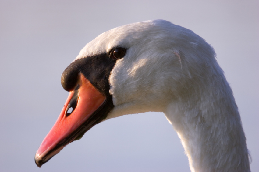 Portret z dziurką