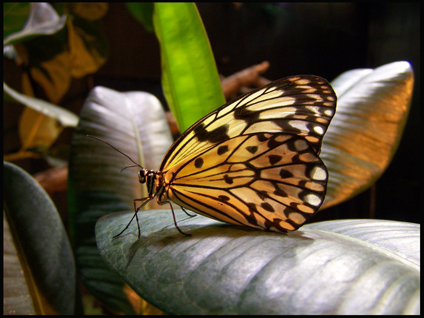 Butterfly