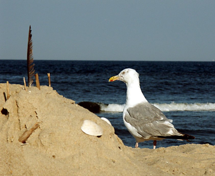 obchód plaży