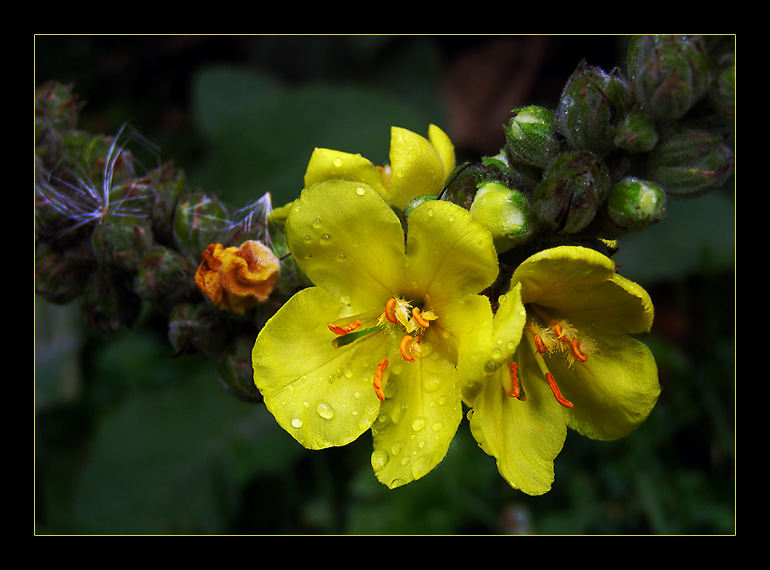 Verbascum thapsus