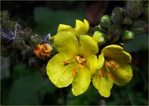 Verbascum thapsus