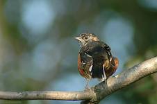 Eastern Towhee, Pipilo erythrophthalmus