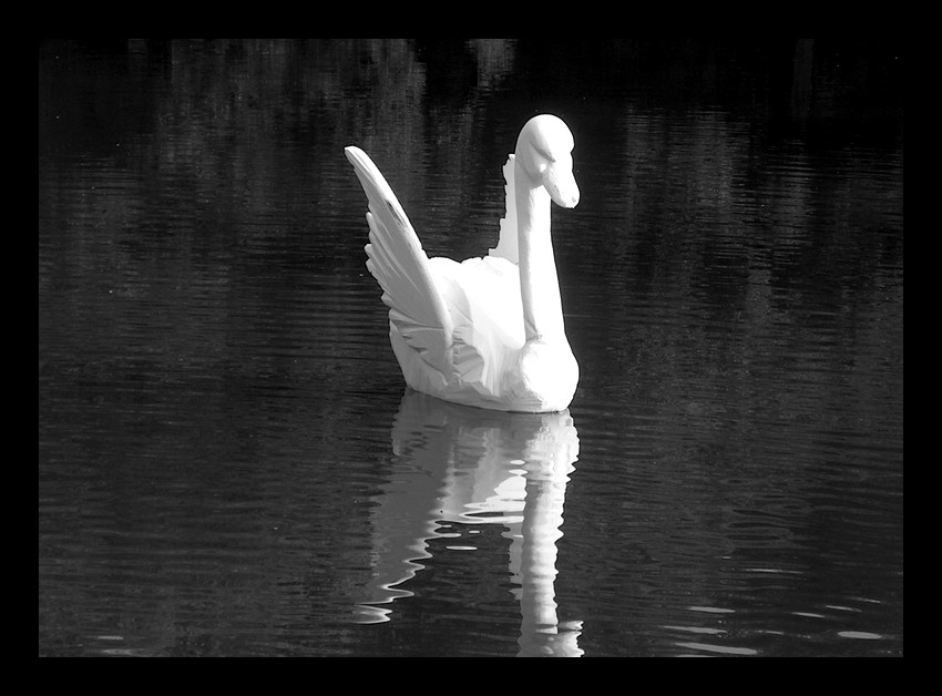 Swan Song