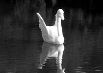 Swan Song