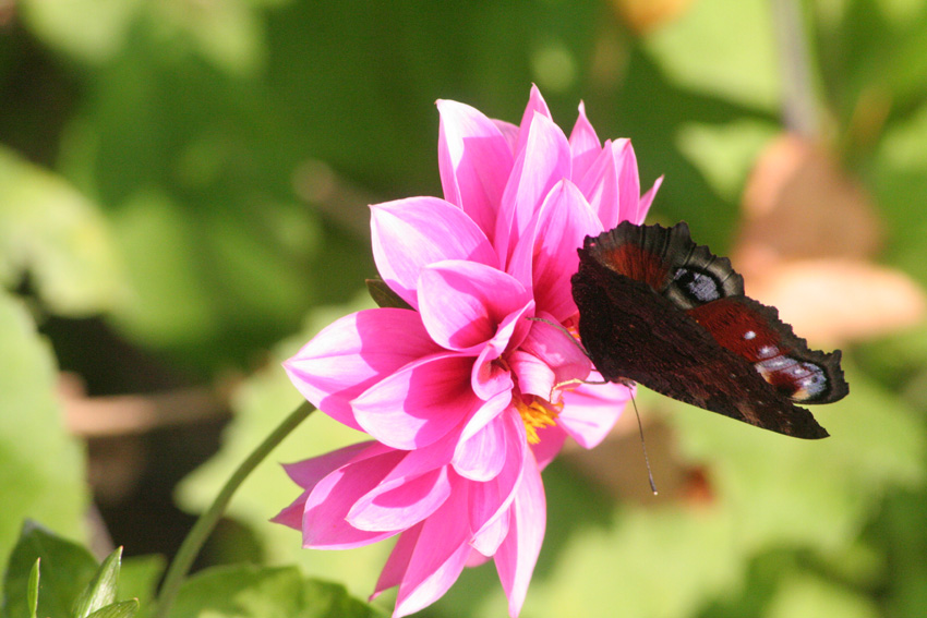 motyl