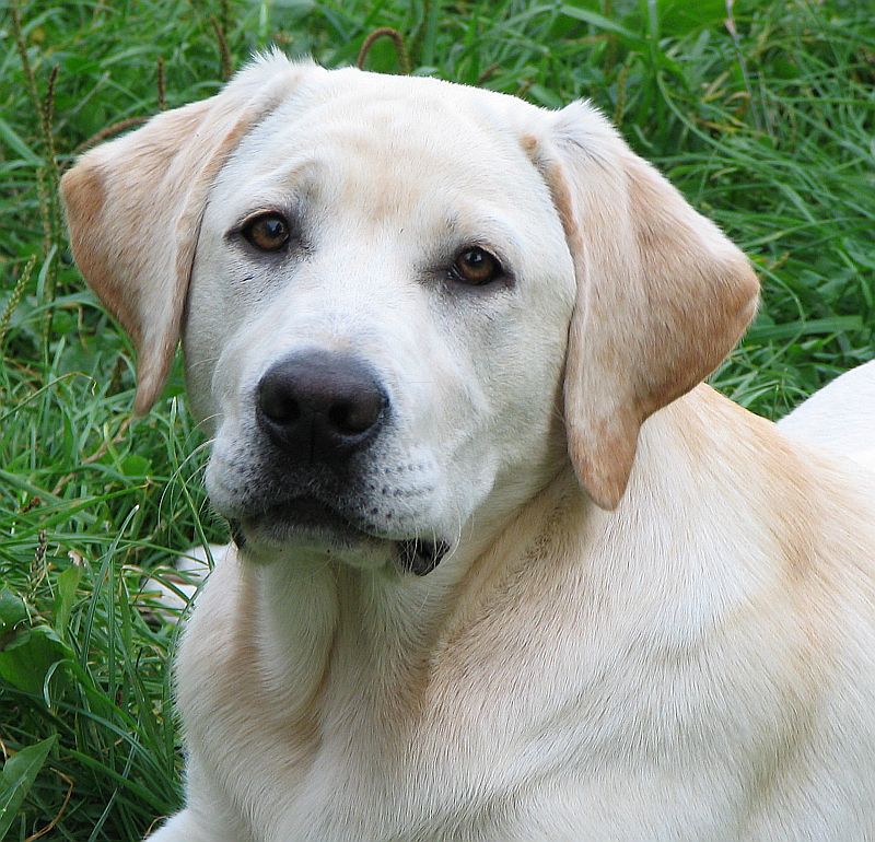 Labrador biszkoptowy