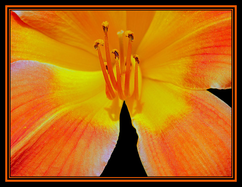 Orange Lily Before Rain