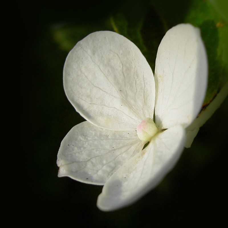 Hydrangea, kwiat spragniony ciepla