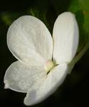 Hydrangea, kwiat spragniony ciepla