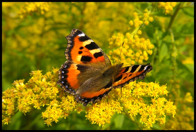 motyl