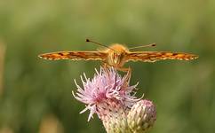 Symetria natury