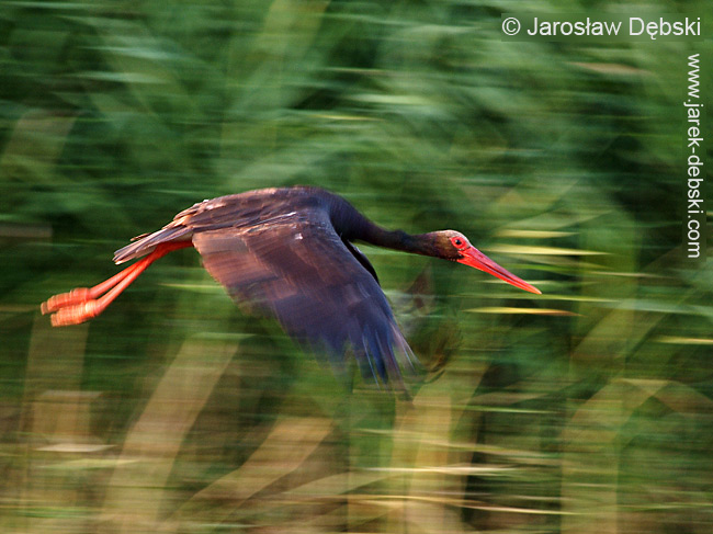 Panning