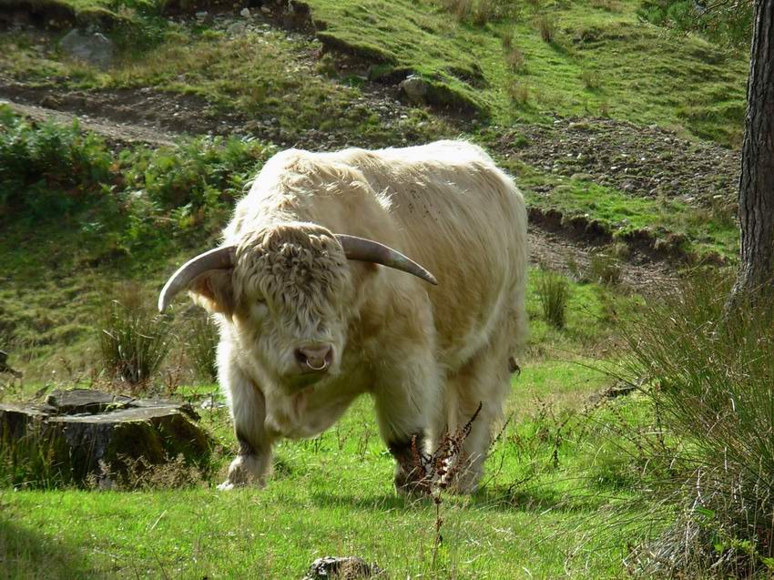 Highland Bull