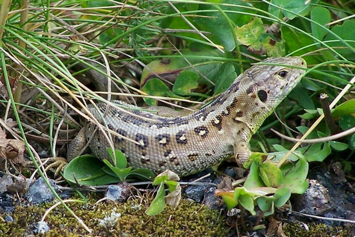 Lacerta agilis... czyli zwinka