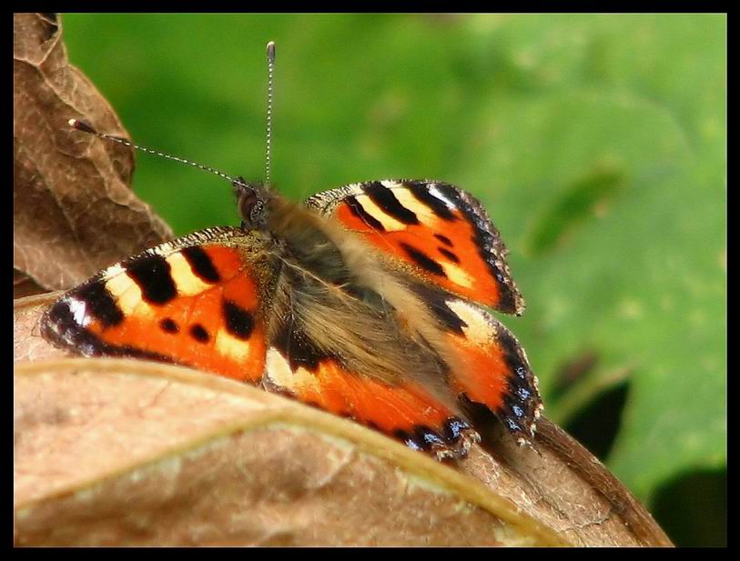 Motyl