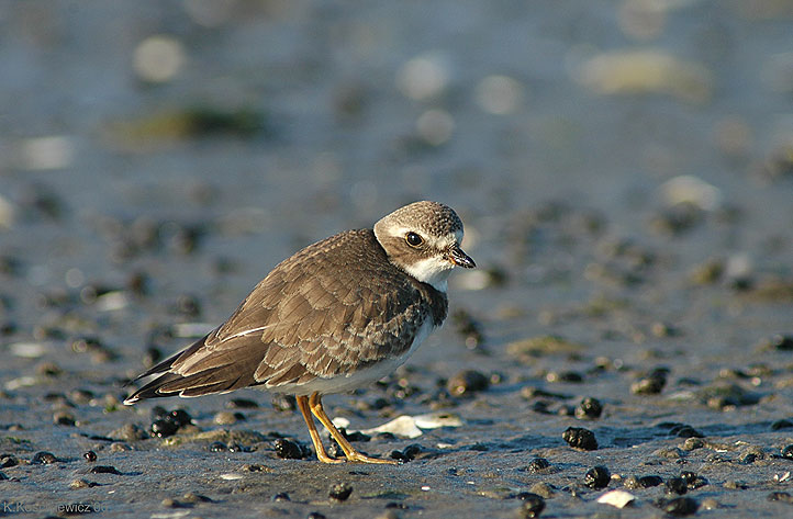 Semipalmated Plover, Charadrius Semipalmatus