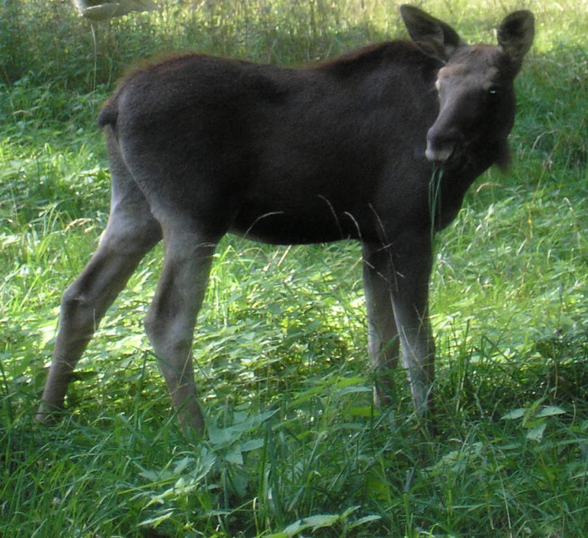 Łosiek