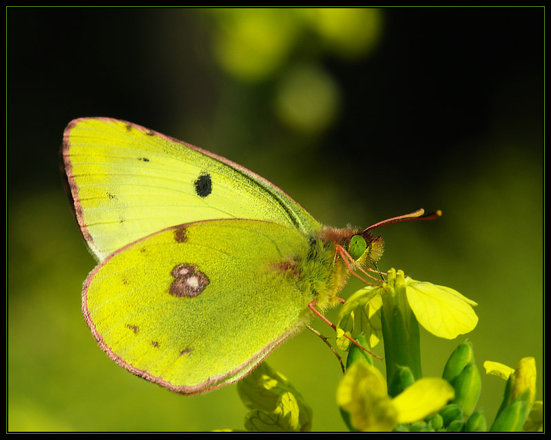 Szlaczkoń siarecznik (Colias hyale)