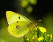 Szlaczkoń siarecznik (Colias hyale)