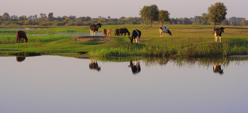 pola łąki