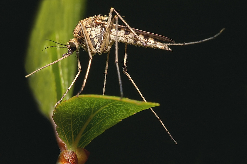 Gnida francowata