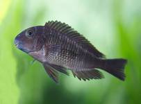 tropheus chaitika