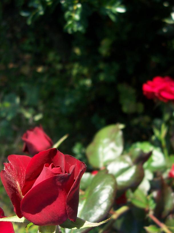 ...lady in red...