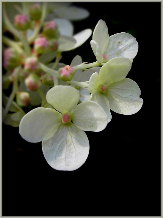 Hydrangea z rumiencem