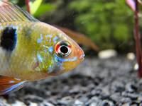 Mikrogeophagus ramirezi.