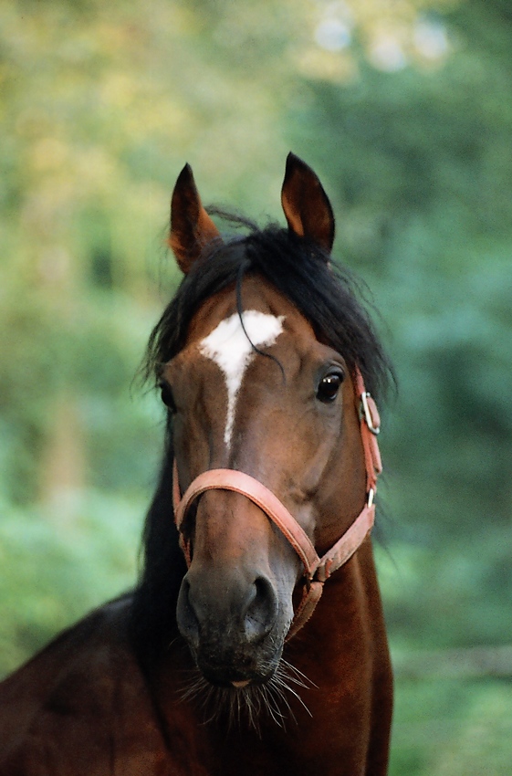 Ogier Royal Court ( Sadlers Wells - Rose of Jericho)