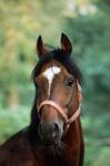 Ogier Royal Court ( Sadlers Wells - Rose of Jericho)