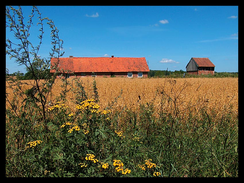 letni dzień