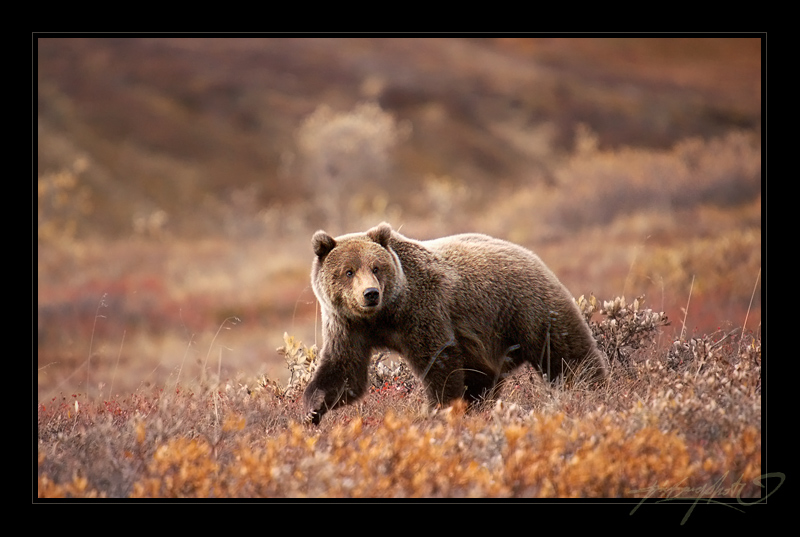 Grizzly Cub