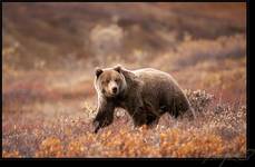 Grizzly Cub