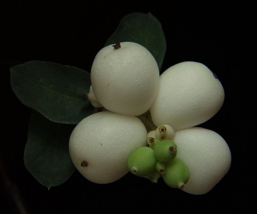 60-Śnieguliczka biała Symphoricarpos albus WHITE EDGE