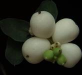 60-Śnieguliczka biała Symphoricarpos albus WHITE EDGE