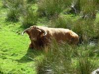 Highland Cow