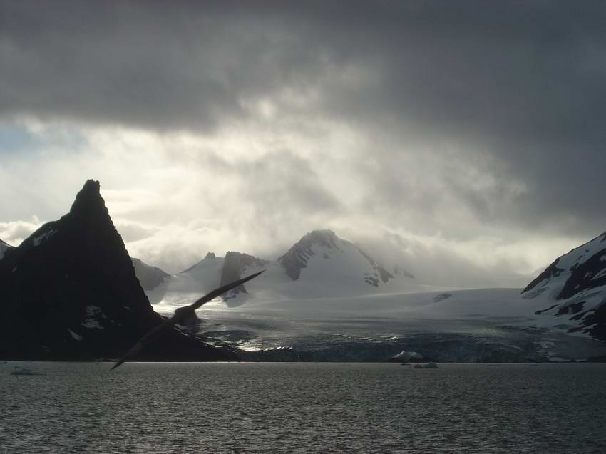 Spitsbergen Fulmar