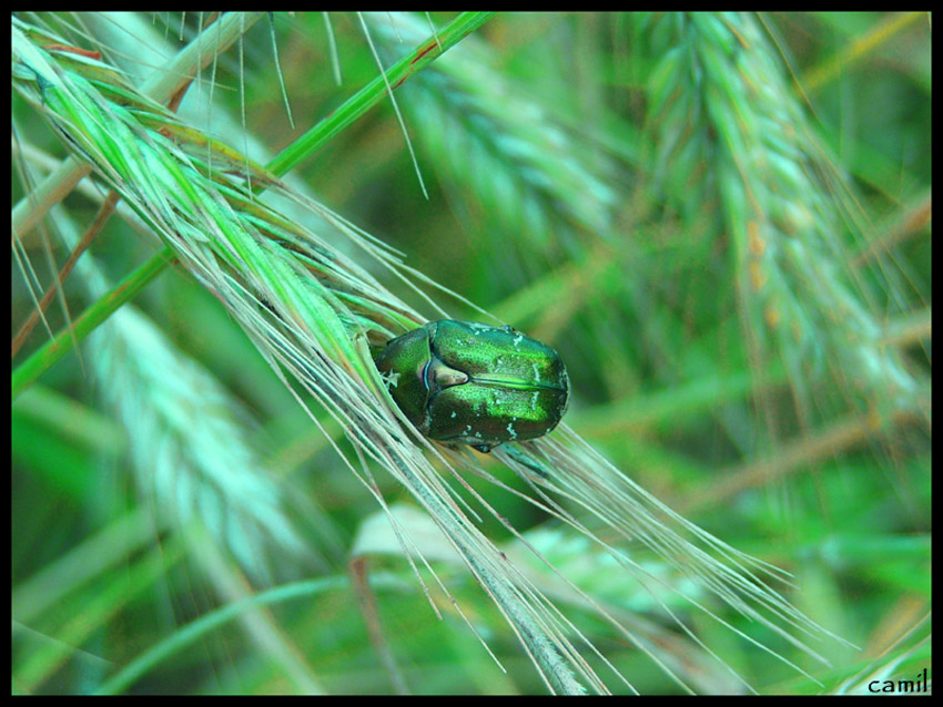 głodny alien