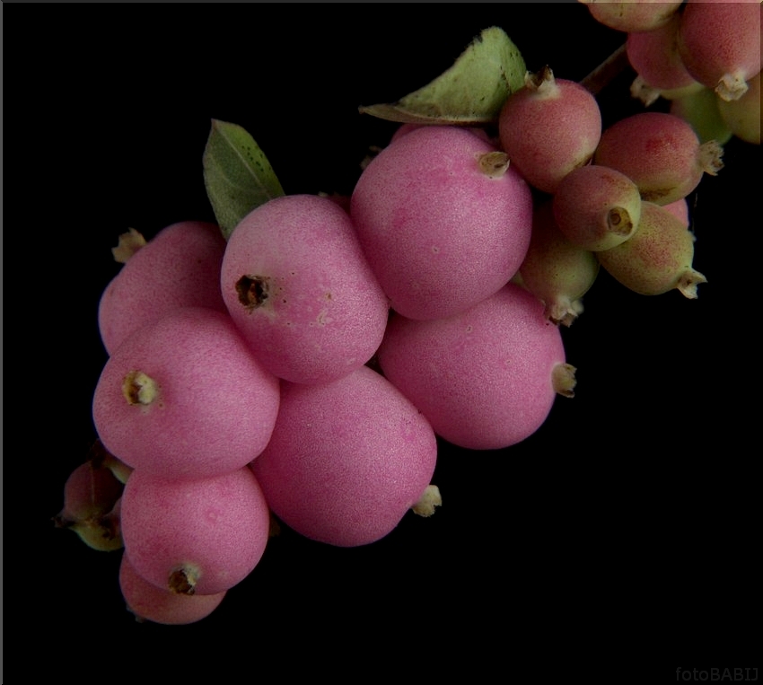 61- Śnieguliczka Symphoricarpos x doorenbosii AMETHYST