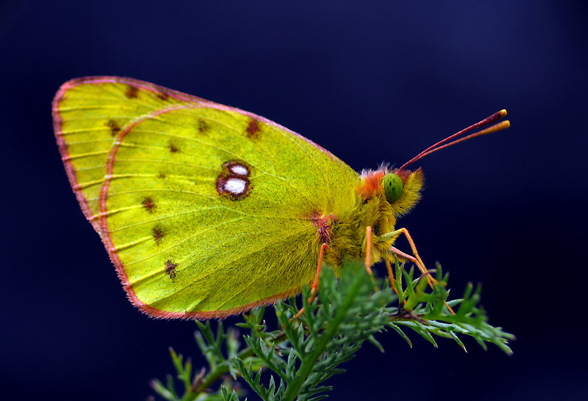 SZLACZKOŃ POŁUDNIOWIEC (Colias alfacariensis)  z podziękowaniem dla Admina