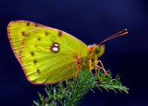 SZLACZKOŃ POŁUDNIOWIEC (Colias alfacariensis)  z podziękowaniem dla Admina