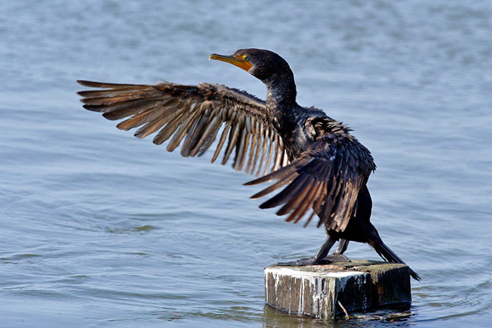 kormoran