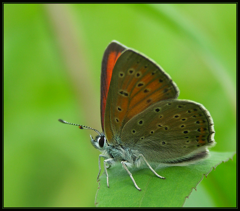 Czerwończyk nieparek (Lycaena dispar)