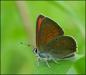 Czerwończyk nieparek (Lycaena dispar)