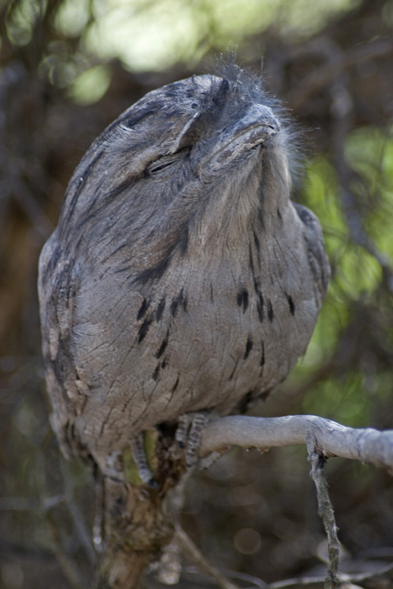 Tawny Frogmouth (Podargus strigoides)