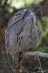 Tawny Frogmouth (Podargus strigoides)