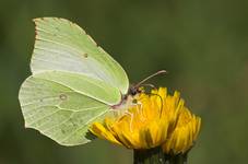 Motyl z "końca Świata"